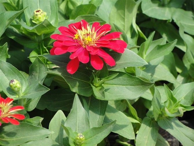 河北邢臺(tái)紅色百日草、衡水百日草種植基地